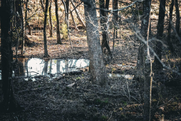 Irwin County GA Farm - Gallery Images - 2 Irwin County GA Farm - Gallery Images - 2