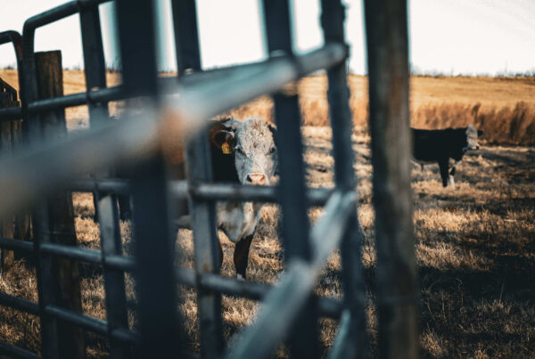 Irwin Pastures