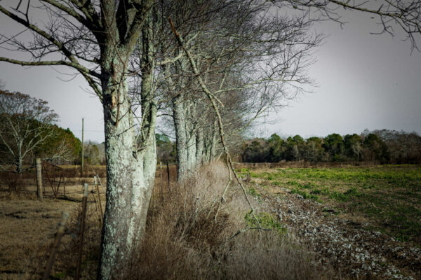 Irwin County GA Farm - Gallery Images - 36 Irwin County GA Farm - Gallery Images - 36
