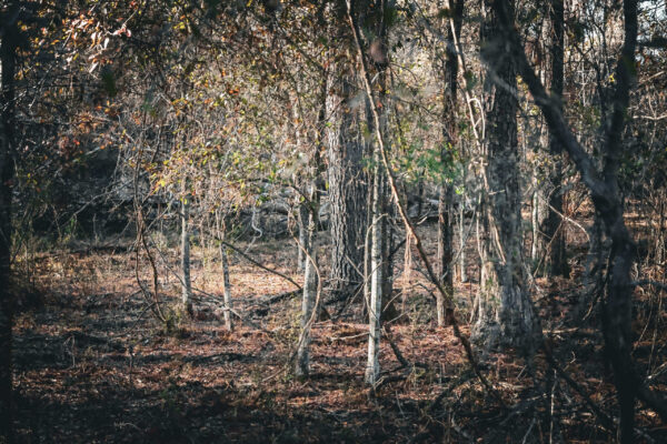 Irwin County GA Farm - Gallery Images - 4 Irwin County GA Farm - Gallery Images - 4