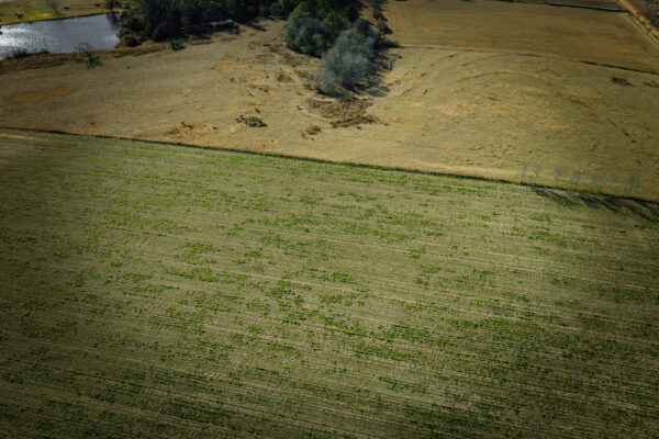 Irwin County GA Farm - Gallery Images - 7 Irwin County GA Farm - Gallery Images - 7