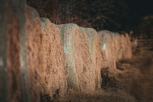 Irwin County GA Farm - Gallery Images - 8 Irwin County GA Farm - Gallery Images - 8