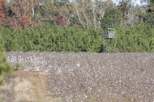 The West Dooly Farm - Gallery Images - 21 The West Dooly Farm - Gallery Images - 21