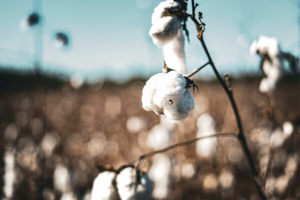 The West Dooly Farm - Gallery Images - 25 The West Dooly Farm - Gallery Images - 25