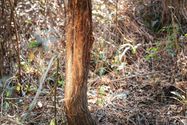 The West Dooly Farm - Gallery Images - 4 The West Dooly Farm - Gallery Images - 4