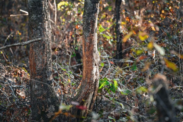 Worth County Timber Tract - Gallery Images - 17 Worth County Timber Tract - Gallery Images - 17