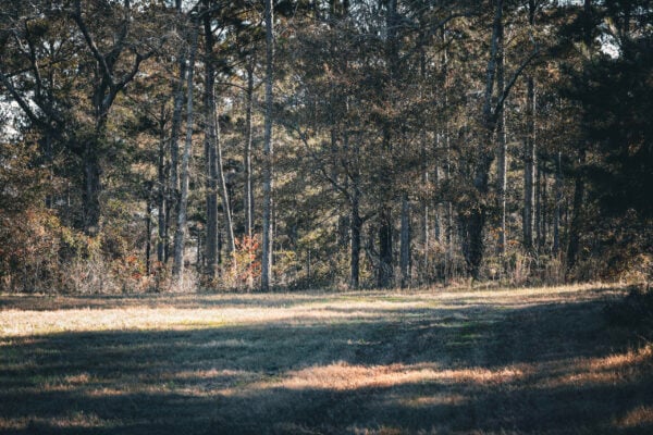 Worth County Timber Tract - Gallery Images - 5 Worth County Timber Tract - Gallery Images - 5