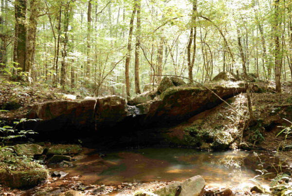Carters Mill Plantation