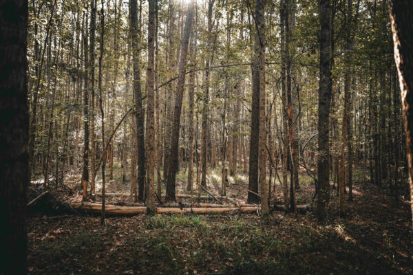 Wilson Woods_Listing_Image_10 Wilson Woods_Listing_Image_10