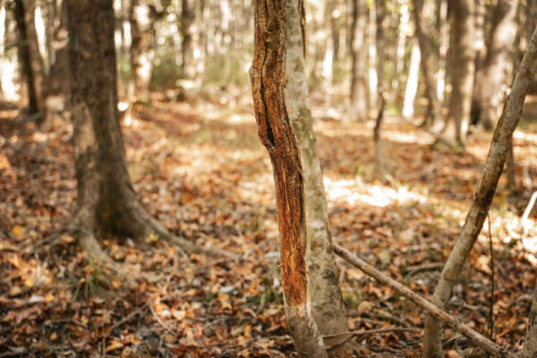 Wilson Woods_Listing_Image_11 Wilson Woods_Listing_Image_11