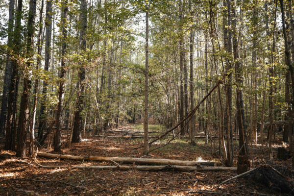 Wilson Woods_Listing_Image_12 Wilson Woods_Listing_Image_12