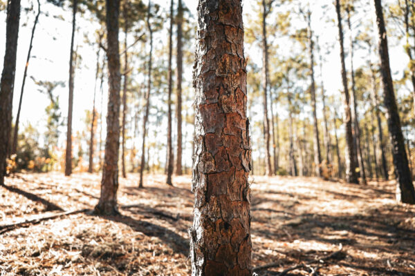 Wilson Woods_Listing_Image_19 Wilson Woods_Listing_Image_19