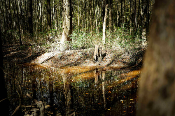 Wilson Woods_Listing_Image_2 Wilson Woods_Listing_Image_2