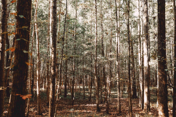 Wilson Woods_Listing_Image_22 Wilson Woods_Listing_Image_22