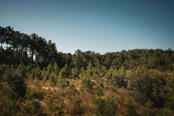 Wilson Woods_Listing_Image_23 Wilson Woods_Listing_Image_23