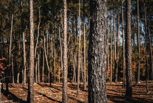 Wilson Woods
