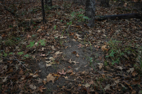 Wilson Woods_Listing_Image_3 Wilson Woods_Listing_Image_3