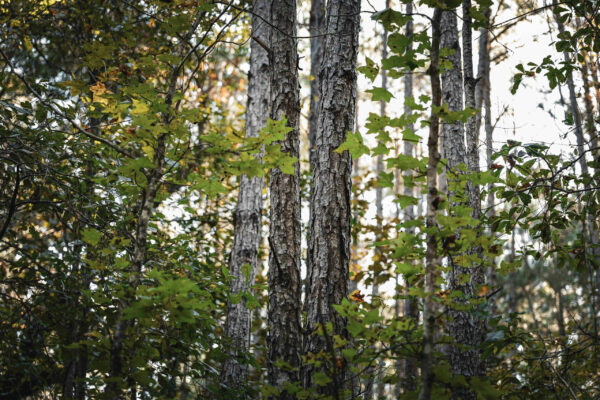 Wilson Woods_Listing_Image_8 Wilson Woods_Listing_Image_8