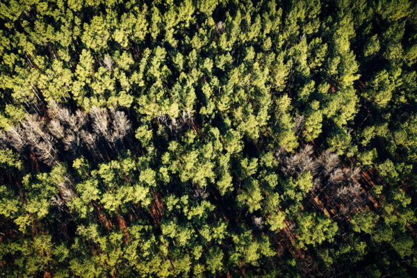 Iron Hill Timber - Bartow County GA - AcreSouth - 13 Iron Hill Timber - Bartow County GA - AcreSouth - 13
