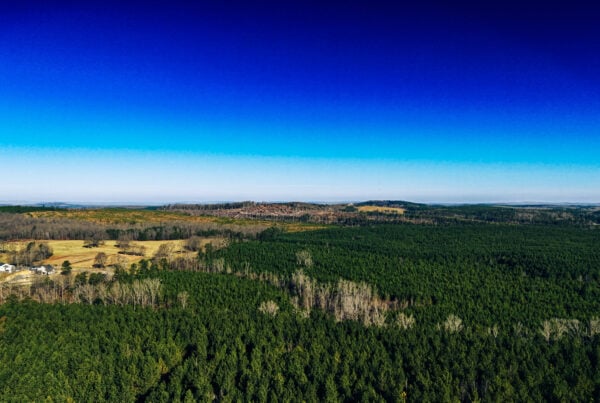 Iron Hill Timber