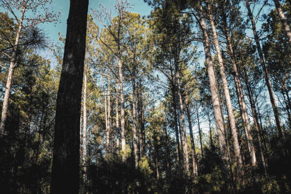 Iron Hill Timber - Bartow County GA - AcreSouth - 2 Iron Hill Timber - Bartow County GA - AcreSouth - 2